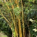 Bambusa vulgaris vittata - Photo (c) Geo H Melville, todos los derechos reservados, uploaded by Geo H Melville