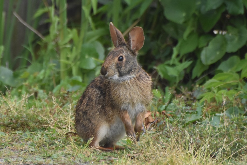Marsh Rabbit from Surf City, NC, USA on May 18, 2021 at 07:02 AM by ...
