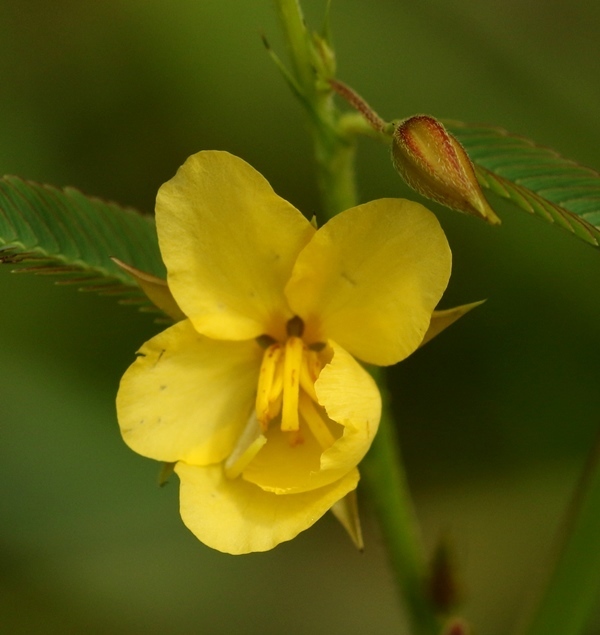 Sensitive plant-associated insects