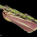 Heliocheilus julia - Photo (c) Alice Abela, todos los derechos reservados