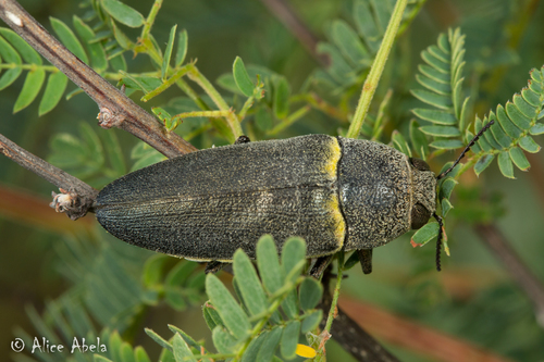 Hippomelas planicauda Casey, 1909