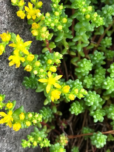 Subspecies Sedum japonicum japonicum · iNaturalist