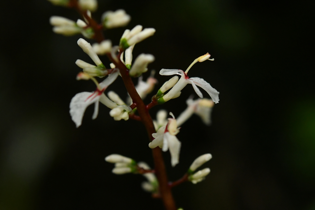 Alpinia oblongifolia (Alpinia oblongifolia)