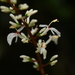 Alpinia oblongifolia - Photo (c) HUANG QIN, all rights reserved, uploaded by HUANG QIN