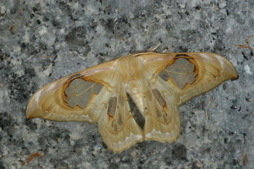 Macrauzata maxima