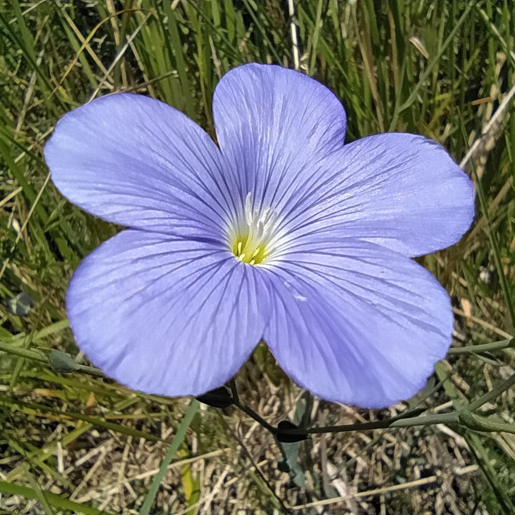 Perennial flax