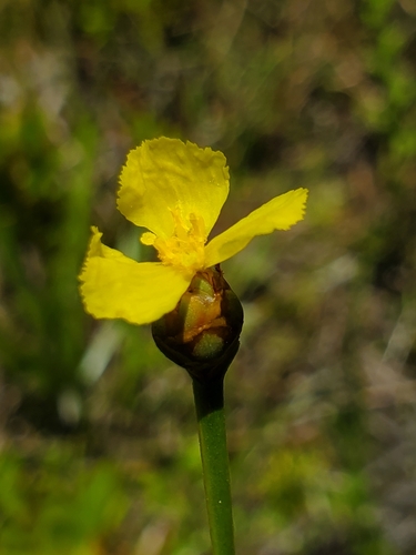 acidswamp yelloweyed grass (Xyris serotina)
