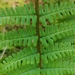 Borrer's Male-Fern - Photo (c) Julia, all rights reserved, uploaded by Julia