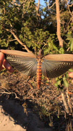 Violet-winged Grasshopper