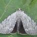 Judith's Underwing - Photo (c) David Beadle, all rights reserved, uploaded by David Beadle