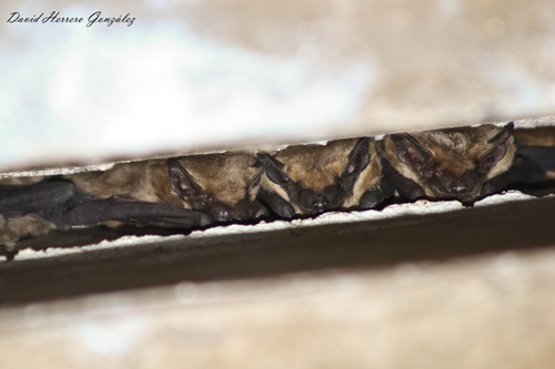 Meridional Serotine