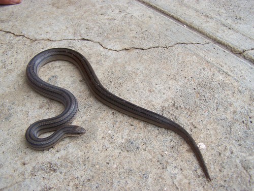 Blood Snake