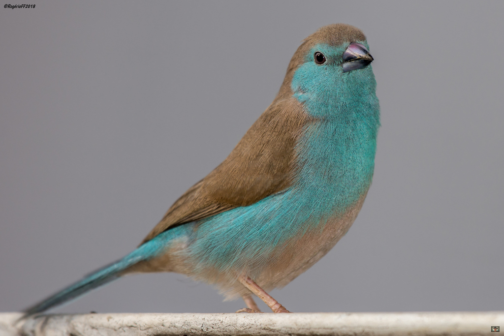 Southern Cordonbleu photo