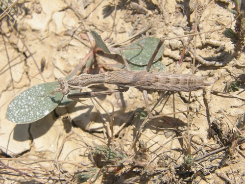 Bolivaria brachyptera