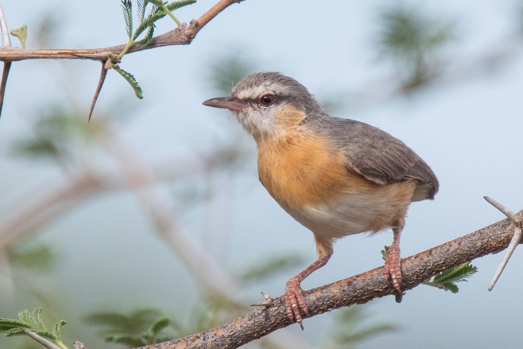 Northern Crombec photo
