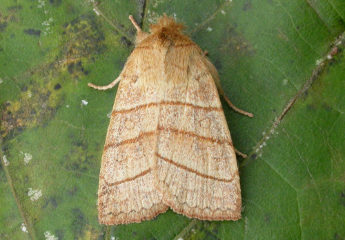 Pyreferra citrombra Franclemont, 1941