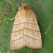 Citrine Sallow - Photo (c) David Beadle, all rights reserved, uploaded by David Beadle