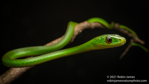 Battersby's Green Snake