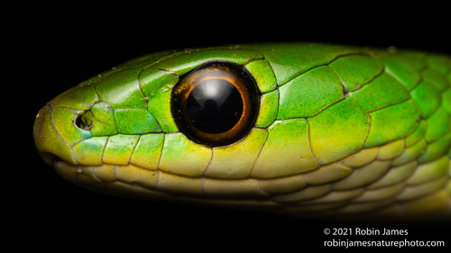 Battersby's Green Snake