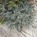 Astragalus incanus incanus - Photo (c) Emilio Laguna, todos los derechos reservados, subido por Emilio Laguna