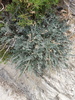 Astragalus incanus incanus - Photo (c) Emilio Laguna, all rights reserved, uploaded by Emilio Laguna