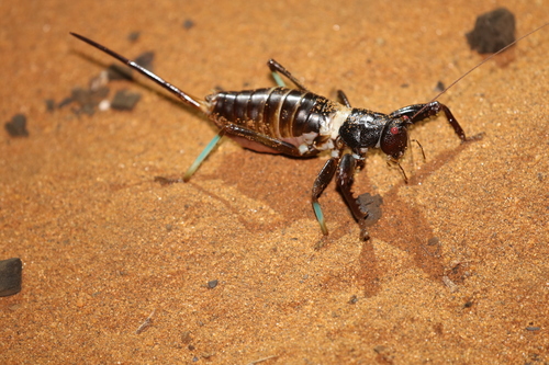 Colossopus grandidieri
