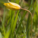 Tulipa sylvestris sylvestris - Photo (c) Tig，保留所有權利