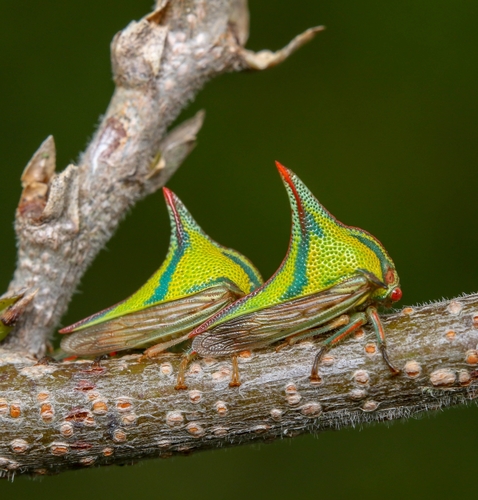 Thorn Treehopper