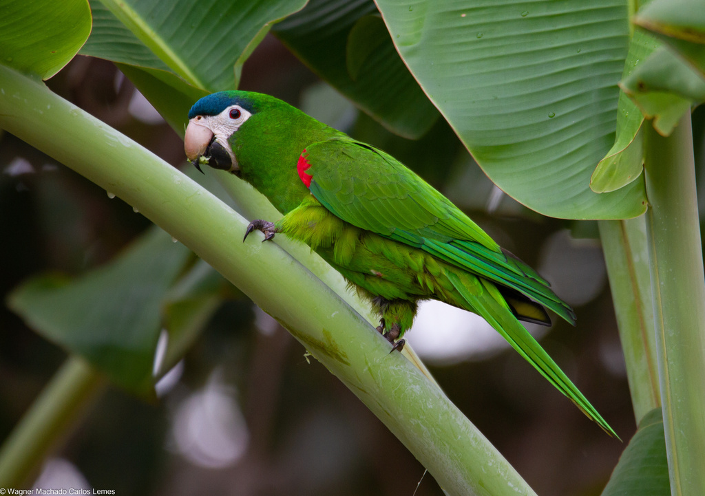 Red-shouldered Macaw photo