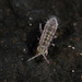 Marsh Springtail - Photo (c) kim fleming, all rights reserved, uploaded by kim fleming