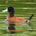 Andean Duck - Photo (c) Esteban Poveda, all rights reserved, uploaded by Esteban Poveda