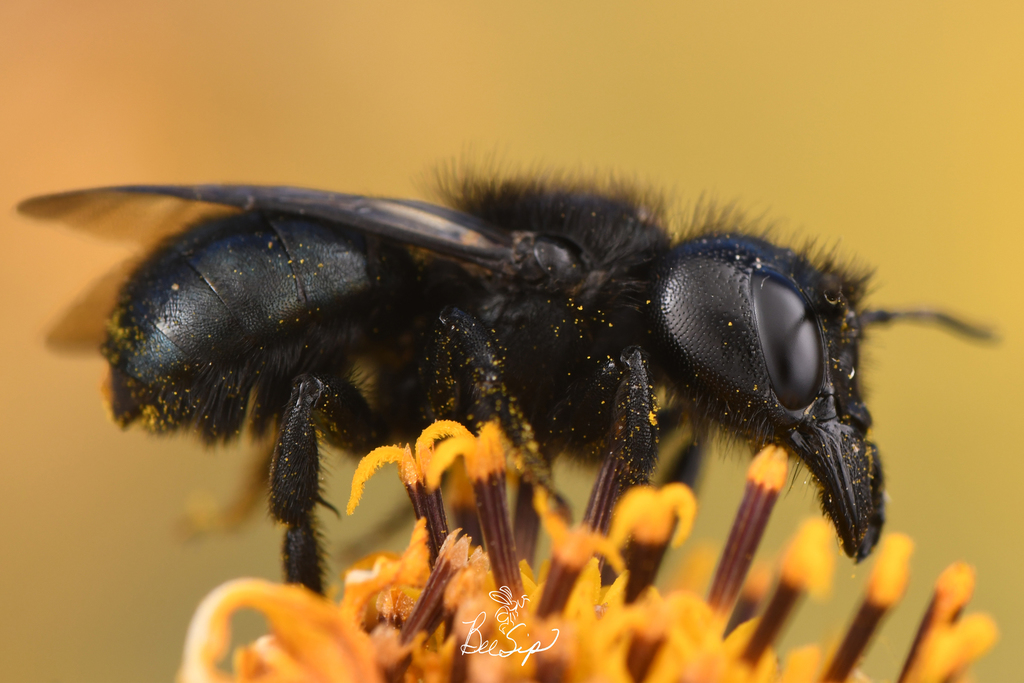 Mountain Mason bee
