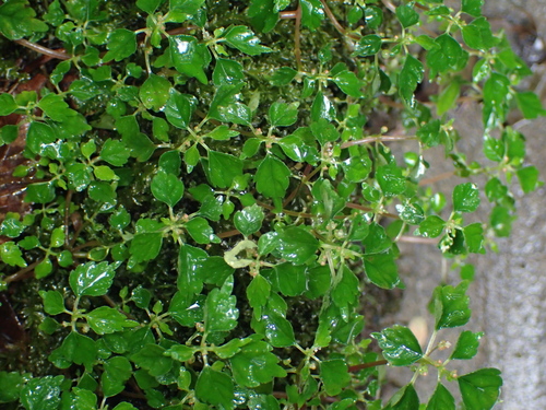 Achudemia japonica · iNaturalist