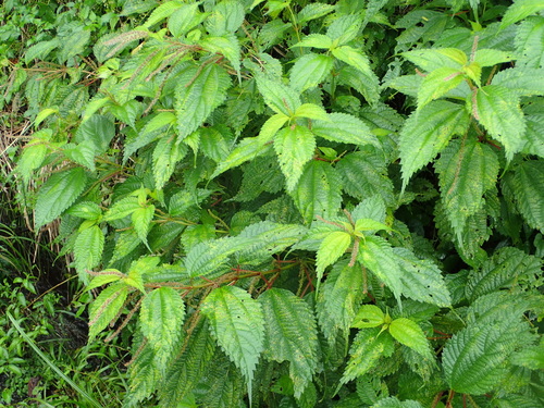 Siebold’s falsenettle (Boehmeria sieboldiana)