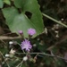 Vernonia cinerea - Photo (c) heebs02, todos los derechos reservados