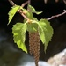 Betula occidentalis - Photo (c) Scott C. Smith, todos los derechos reservados, subido por Scott C. Smith