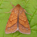Bordered Sallow - Photo (c) David Beadle, all rights reserved, uploaded by David Beadle