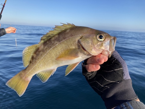 Yellowtail Rockfish