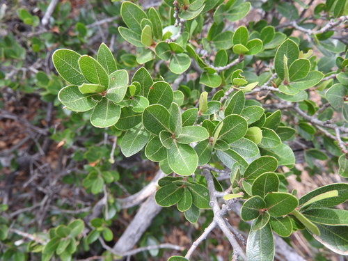 Quercus galeanensis
