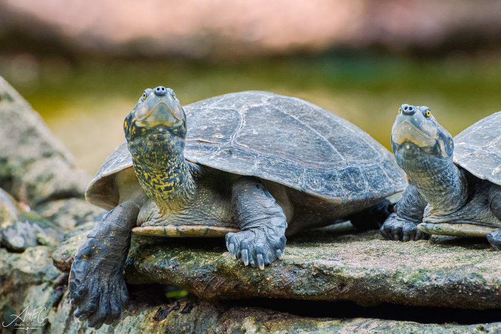 Photo by Andrés Mauricio Forero Cano