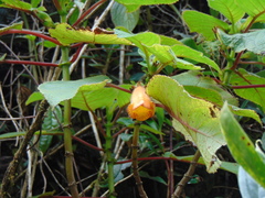 Solenophora calycosa image