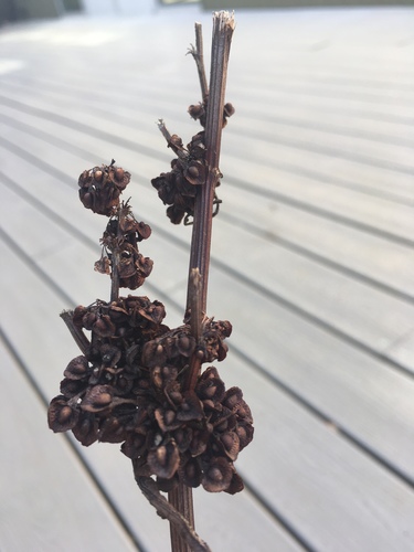 iNaturalist observation photo of docks and sorrels