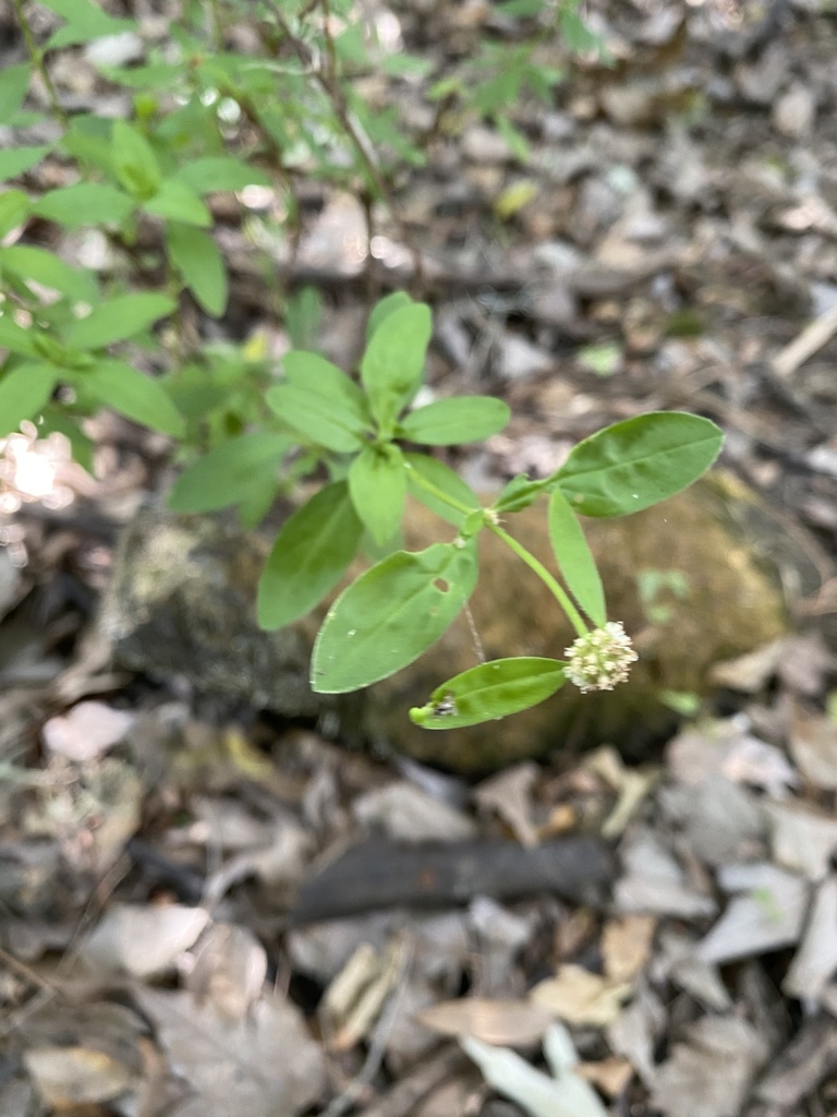 false-buttonweeds-from-sr-70-e-bradenton-fl-us-on-may-23-2021-at-05