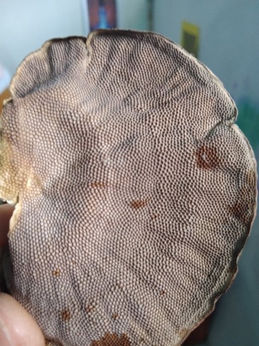 Hexagonia tenuis