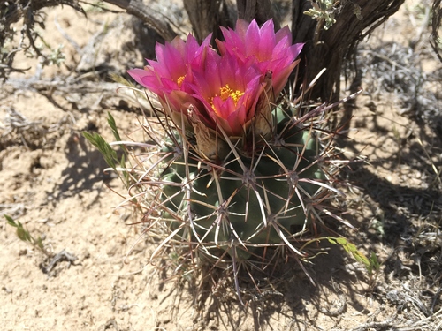 Clover'S Fishhook Cactus