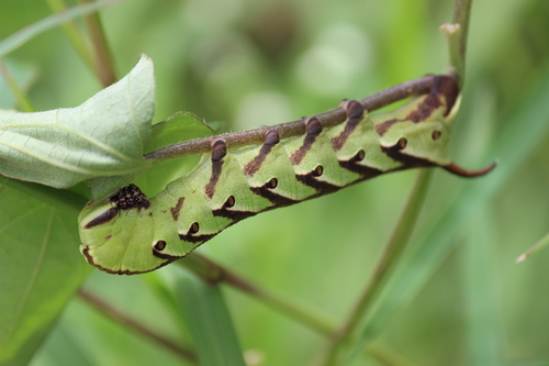 Pink-spotted Hawkmoth
