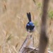 King Island Superb Fairywren - Photo (c) the_myall_mob, all rights reserved