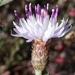 Centaurea langei - Photo (c) Luis Silva, todos los derechos reservados, subido por Luis Silva