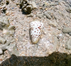 Conus pulicarius image