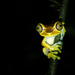 Ornate Tree Frog - Photo (c) andriusp, all rights reserved, uploaded by andriusp